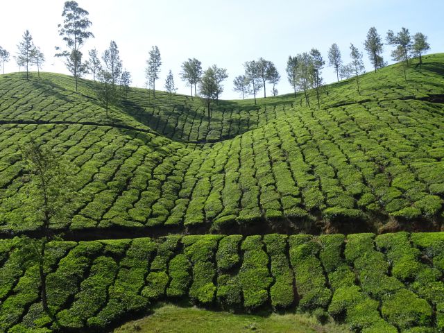 Munnar